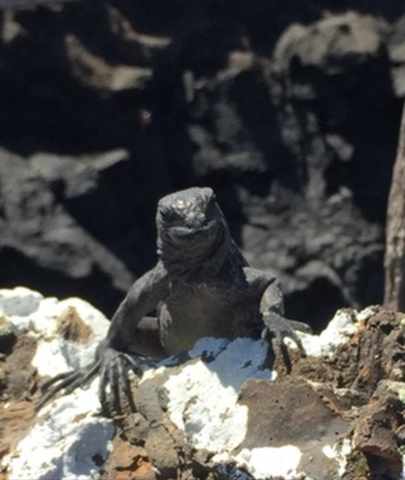 Galapagos Islands