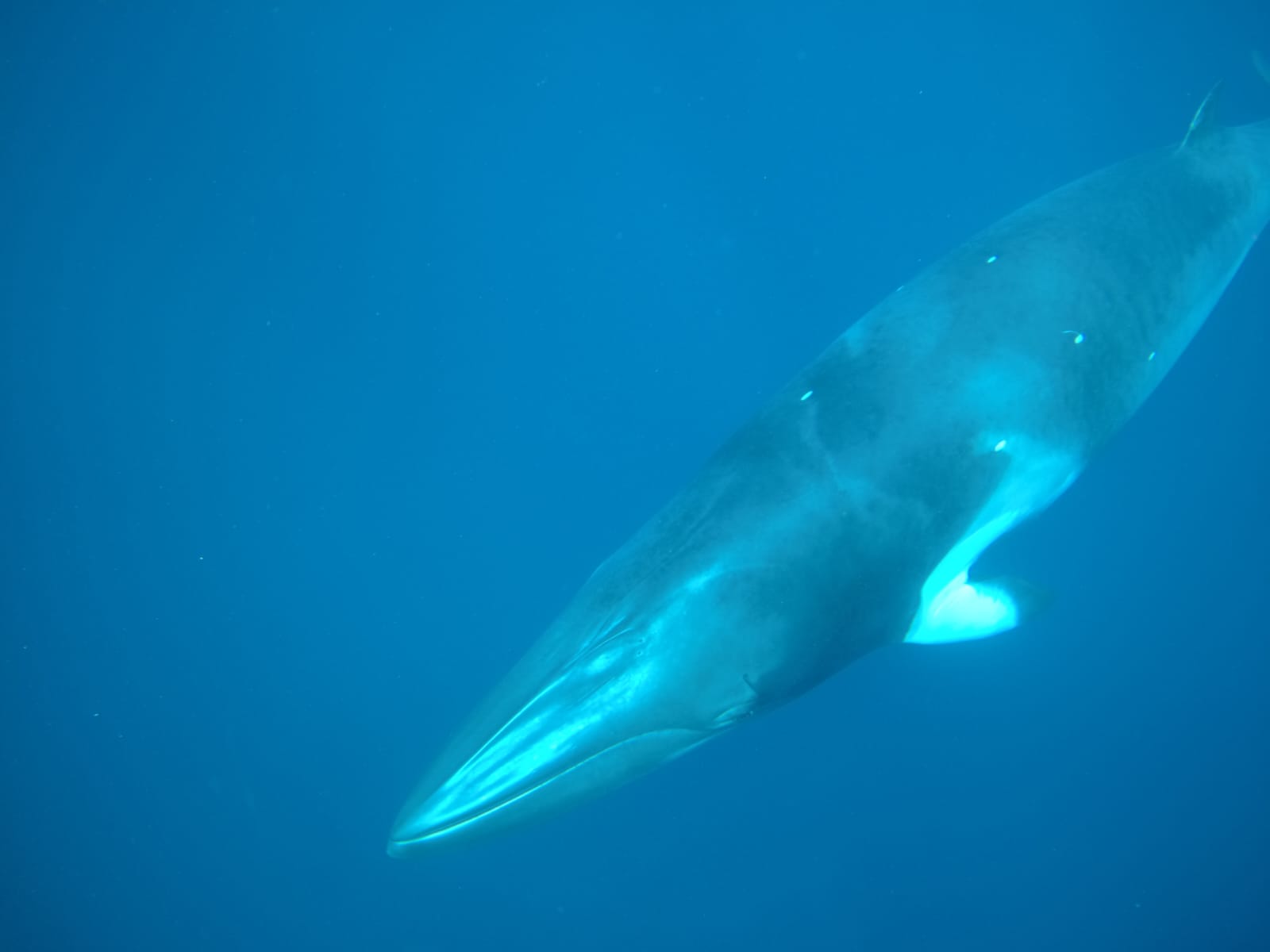 Swimming with Minke Whales - Great Barrier Reef