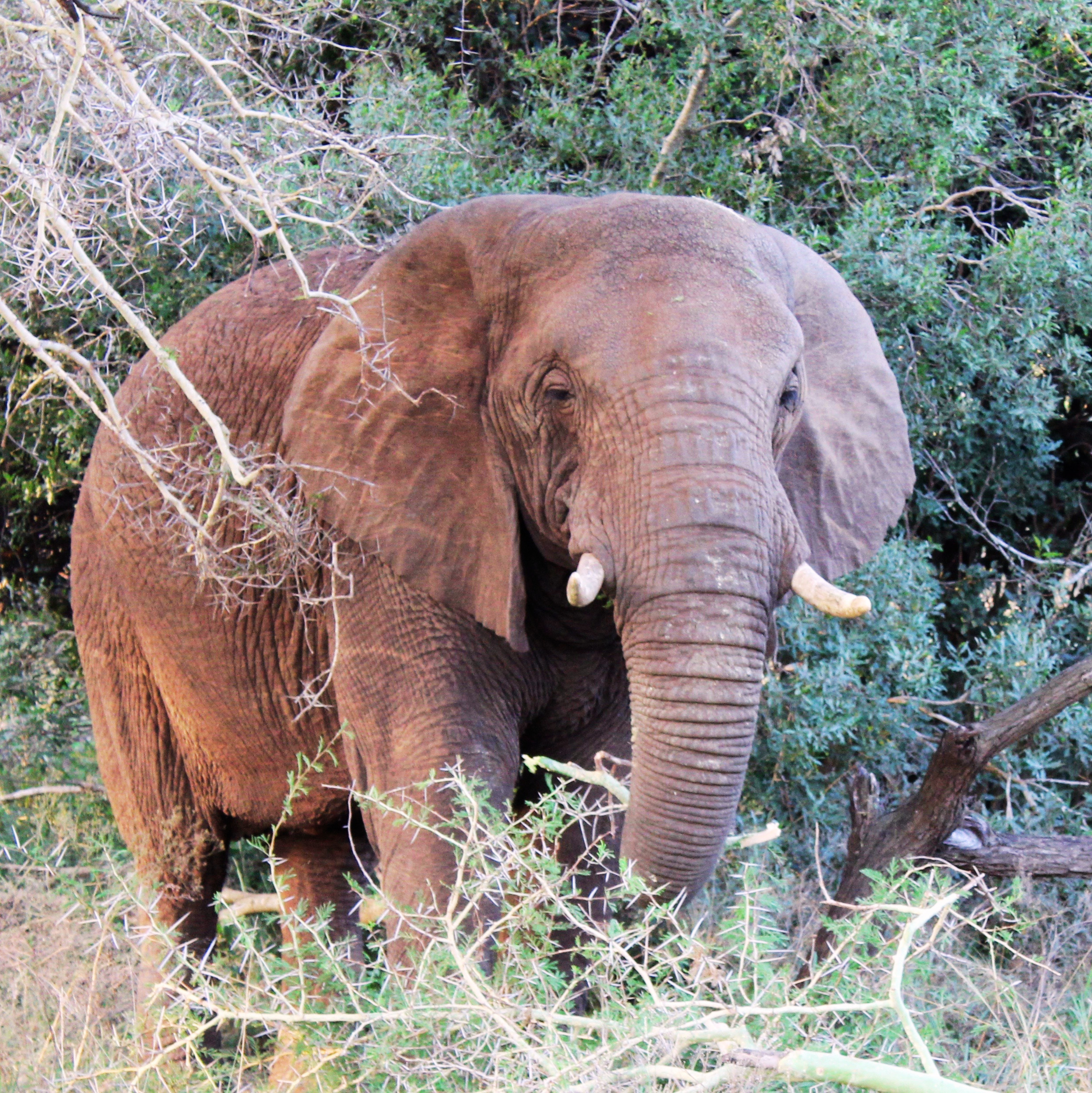 🦁 South Africa — Safari