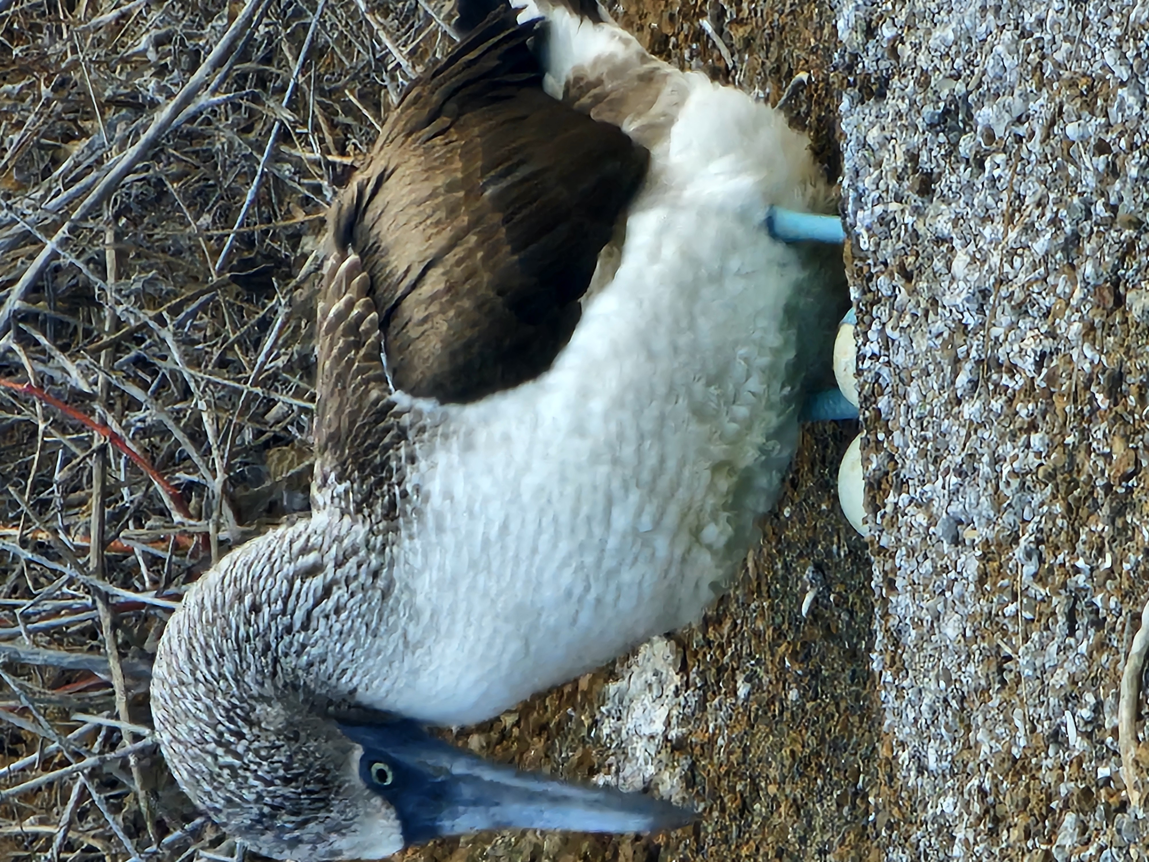 6 Days in the Galapagos