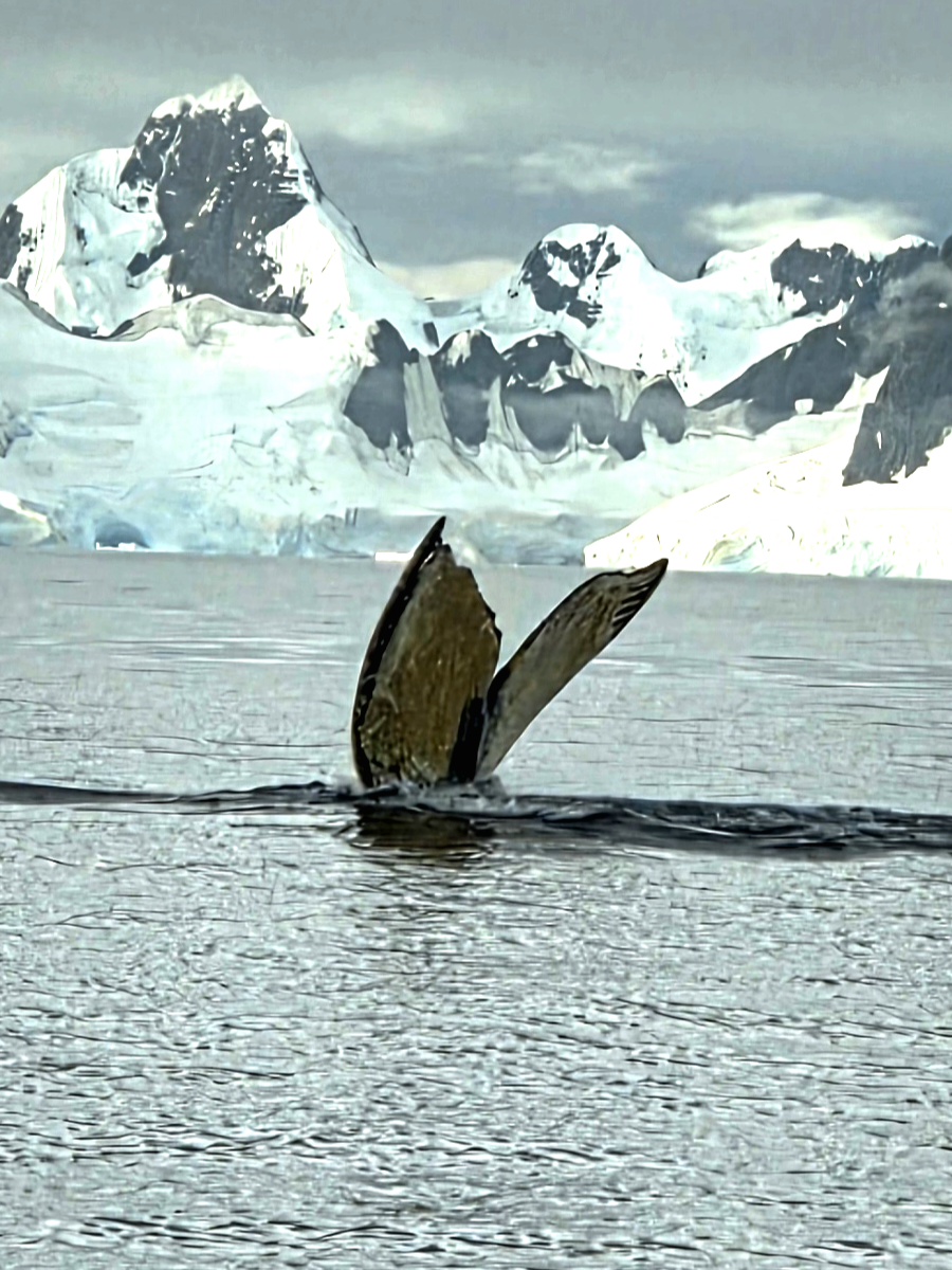 9 Day Antarctic Expedition